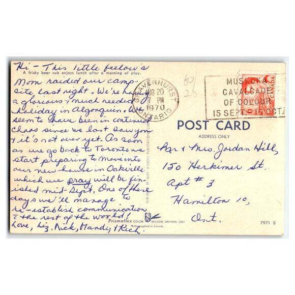 Vintage 1970 Black Bear Cub Climbing Tree Postcard Canada Ontario Wildlife - Picture 2 of 2